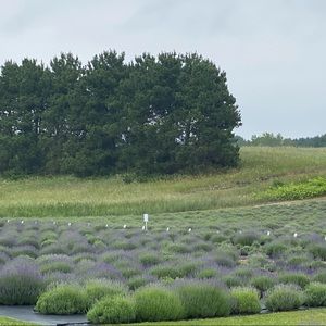 Meet your Posher, Manal